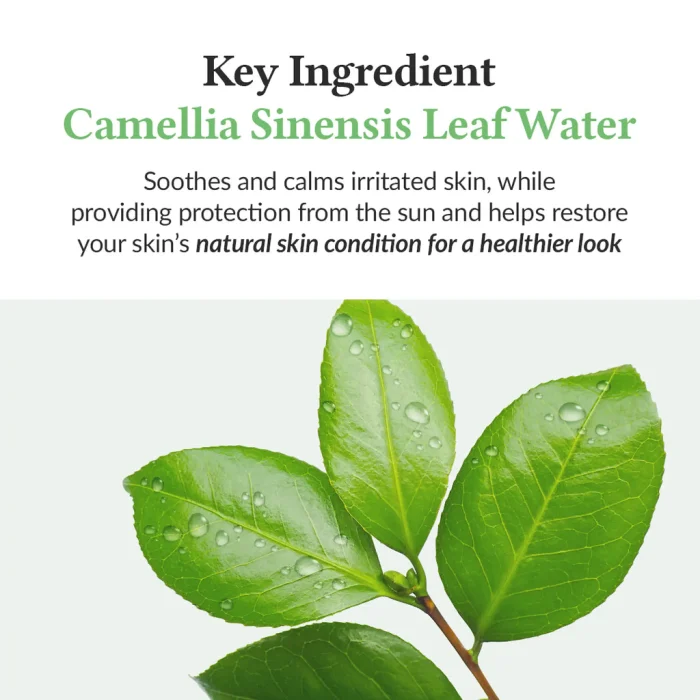 Dr.Althea Green Tea Fresh Sunscreen 4 Dr.Althea Green Tea Fresh Sunscreen 4